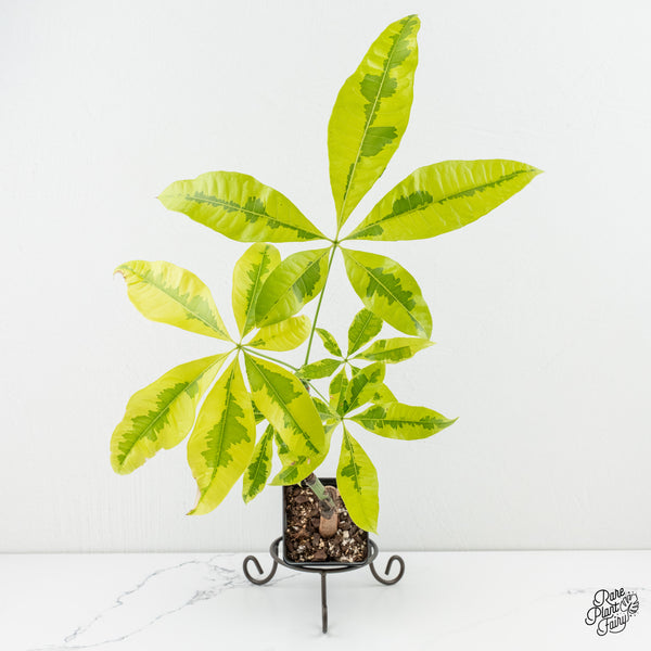 Pachira glabra money tree aurea variegated (wk6-H)