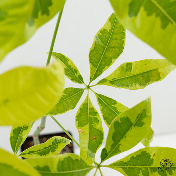 Pachira glabra money tree aurea variegated (wk6-H)