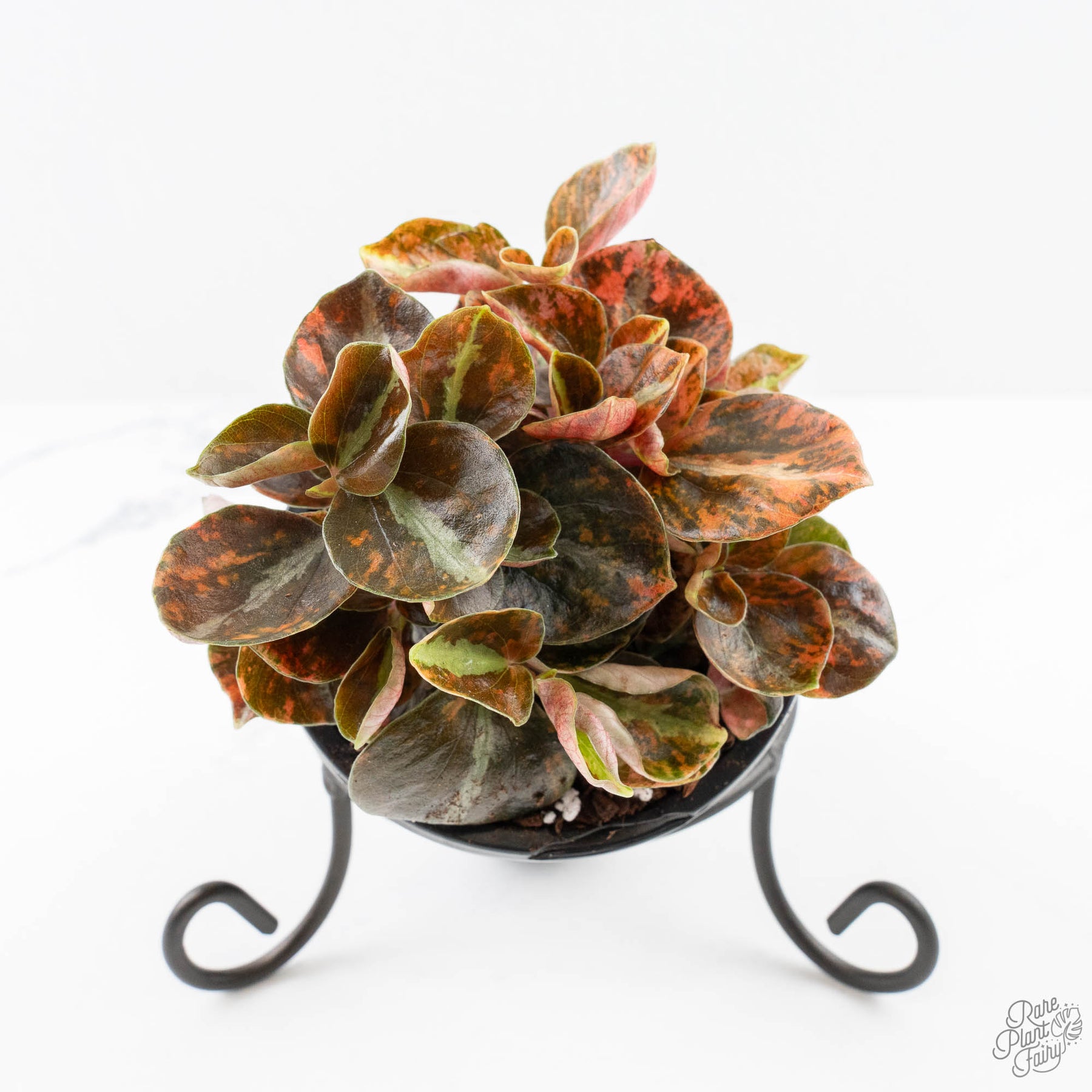Peperomia 'Creme Brulee'