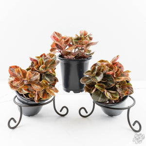 Peperomia 'Creme Brulee' *Grower's choice*