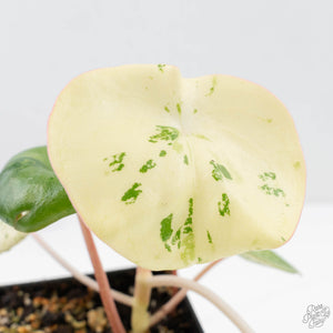 Peperomia 'Raindrop' variegated (wk22-UF)