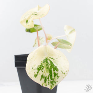 Peperomia 'Raindrop' variegated (wk22-UF)