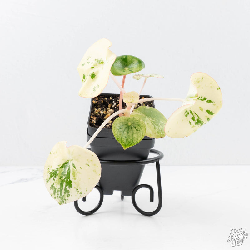 Peperomia 'Raindrop' variegated (wk22-UF)