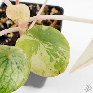 Peperomia 'Raindrop' variegated (wk22-UF)