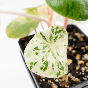 Peperomia 'Raindrop' variegated (wk22-UF)