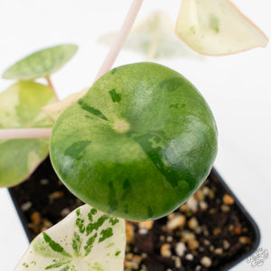Peperomia 'Raindrop' variegated (wk22-UF)