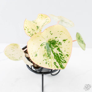Peperomia 'Raindrop' variegated (wk28-UK)