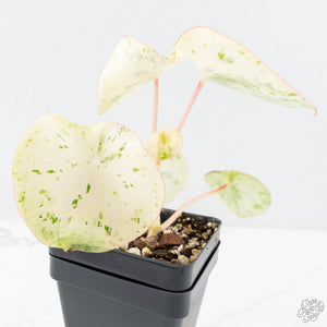 Peperomia 'Raindrop' variegated (wk28-UK)