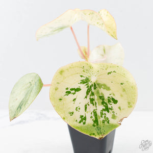 Peperomia 'Raindrop' variegated (wk28-UK)