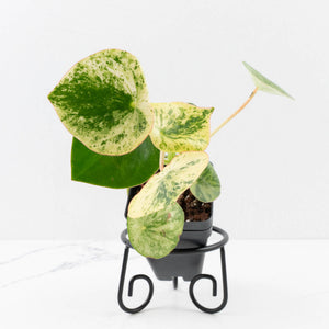 Peperomia 'Raindrop' variegated (wk33-U29)