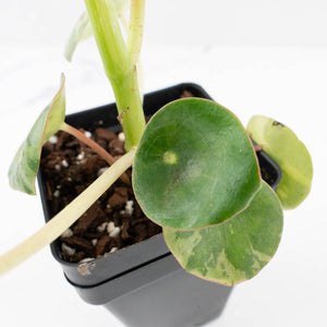 Peperomia 'Raindrop' variegated (wk33-U29)