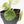Peperomia 'Raindrop' variegated (wk33-U29)