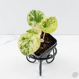 Peperomia 'Raindrop' variegated (wk39-U147)
