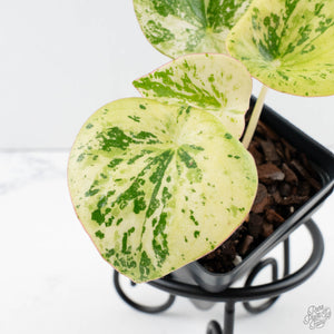 Peperomia 'Raindrop' variegated (wk39-U147)