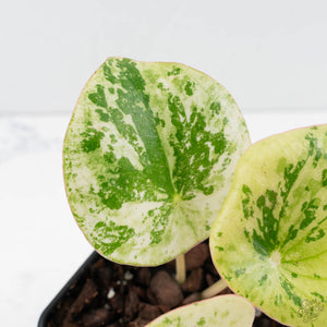 Peperomia 'Raindrop' variegated (wk39-U147)