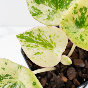 Peperomia 'Raindrop' variegated (wk39-U147)