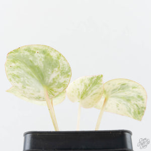 Peperomia 'Raindrop' variegated (wk39-U147)