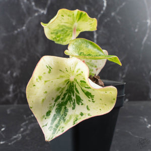 Peperomia 'Raindrop' variegated (wk40-U154)