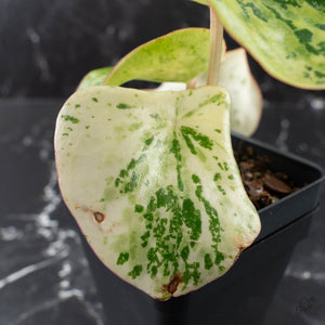 Peperomia 'Raindrop' variegated (wk40-U154)