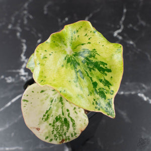 Peperomia 'Raindrop' variegated (wk40-U154)