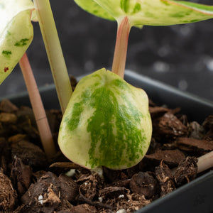 Peperomia 'Raindrop' variegated (wk40-U154)