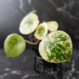 Peperomia 'Raindrop' Variegated (wk42-U170)