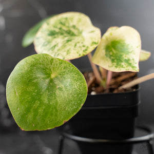 Peperomia 'Raindrop' Variegated (wk42-U170)