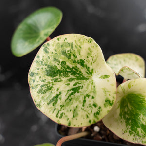 Peperomia 'Raindrop' Variegated (wk42-U170)
