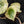 Peperomia 'Raindrop' Variegated (wk42-U170)