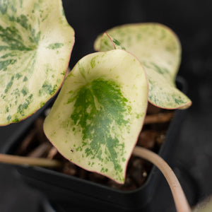 Peperomia 'Raindrop' Variegated (wk42-U170)