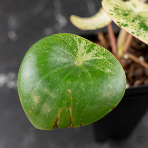 Peperomia 'Raindrop' Variegated (wk42-U170)