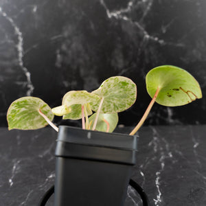 Peperomia 'Raindrop' Variegated (wk42-U170)