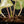 Peperomia 'Raindrop' Variegated (wk42-U170)