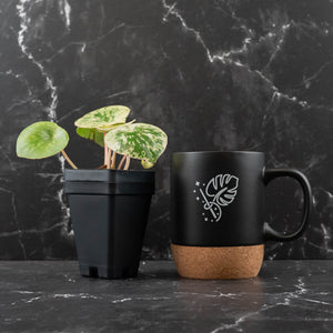 Peperomia 'Raindrop' Variegated (wk42-U170)