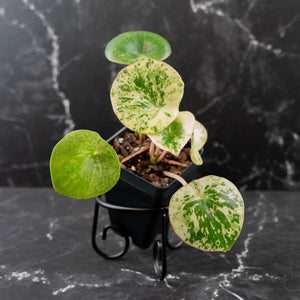 Peperomia 'Raindrop' Variegated (wk42-U170)