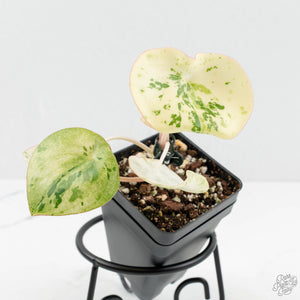 Peperomia 'Raindrop' variegated (wk18-UF)