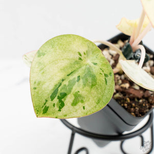 Peperomia 'Raindrop' variegated (wk18-UF)