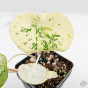 Peperomia 'Raindrop' variegated (wk18-UF)