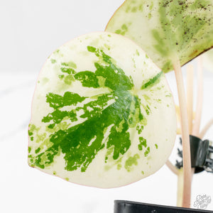 Peperomia 'Raindrop' variegated (wk18-UF)