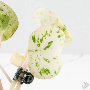 Peperomia 'Raindrop' variegated (wk18-UF)