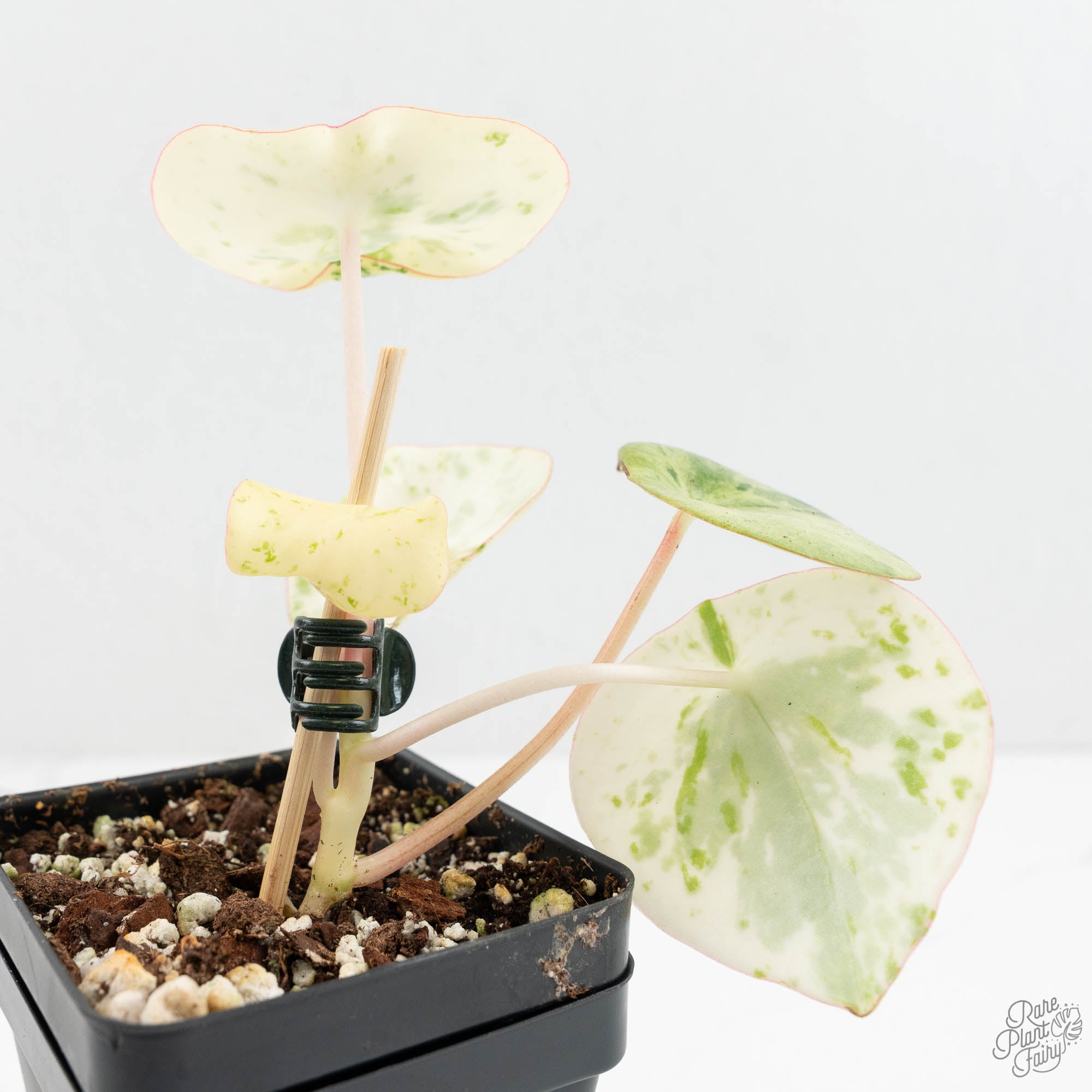 philodendron raindrop Peperomia 'Raindrop' variegated (wk18-UF)
