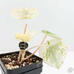 Peperomia 'Raindrop' variegated (wk18-UF)
