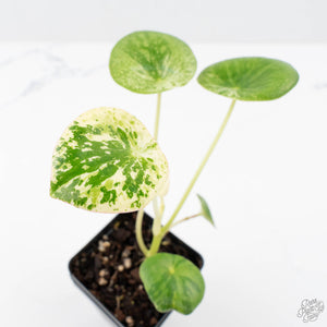 Peperomia 'Raindrop' variegated (wk26-UD)