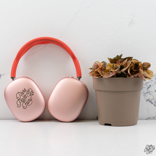 Peperomia 'Crème Brûlée' *Grower's choice*