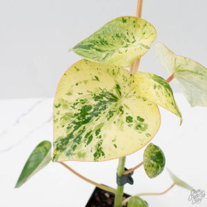 Peperomia 'Raindrop' Variegated (wk40-U29)