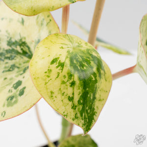 Peperomia 'Raindrop' Variegated (wk40-U29)