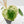 Peperomia 'Raindrop' Variegated (wk40-U29)