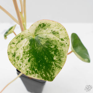 Peperomia 'Raindrop' Variegated (wk40-U29)