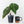 Anthurium sp. 'RPF Living Wall' Phantom