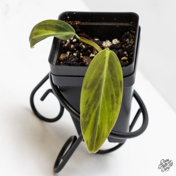 Philodendron Gigas Variegated (wk3-UC)